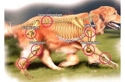 Hogyan ismerhetjük fel a diszpláziát?