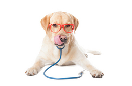 Kiállítási vagy munkakutya? II.