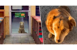 Esténként étterembe jár ez a kóbor kutya néhány finom falatért