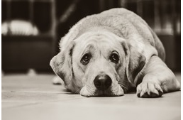 Állatkínzás szemtanúját keresi a rendőrség