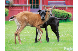 5 kutyajó barátság