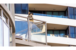 Nem szólhat bele a társasház, tarthatsz-e kutyát a lakásodban!