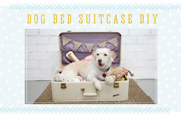 Varázsolj kutyabarát fekhelyet kedvencednek!