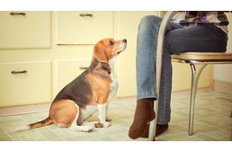 Csak még egy falatkát… avagy az elhízás veszélyei kutyánkra nézve