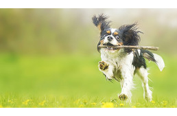 Sportoló és hobbikutyák ízületvédelme - nem szabad elhanyagolni!