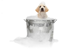 Praktikák – Trimmelés és nyírás