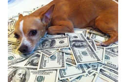 Buktak az állatvédők?