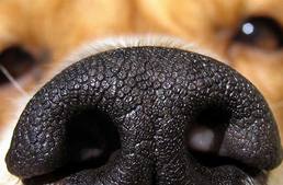 3000 éves leleteket talált egy kutya Csehországban