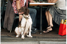 Ismersz kutyabarát éttermet? 