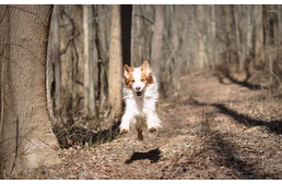Erdőlátogatási tilalom lépett érvénybe a somogyi erdőkben