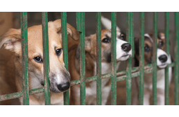 Segítségre szorulnak az árva állatok - nincs tartaléka az állatmenhelyeknek