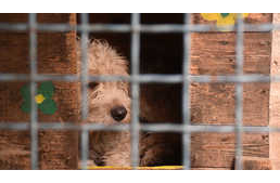 Adakozó Kedd: a karácsony előtti időszakban gondolj a nélkülözőkre is!