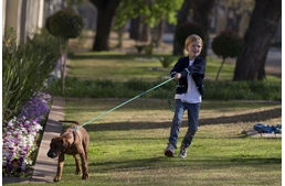 Hám vagy nyakörv? – Vásárlás előtt mérlegelni kötelező!