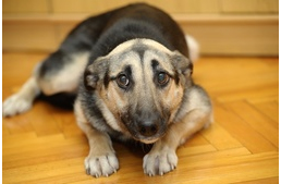 Stresszes a kutyám? Íme 21 jel, melyből kiderül