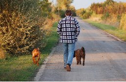 Újra sorozatos kutyamérgezések Kaposváron