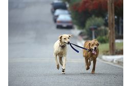 Falusi vs. városi kutyatartás Magyarországon