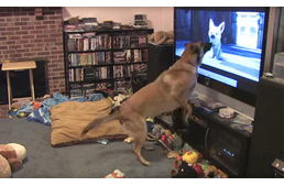 A kutya, aki imádja a Disney filmeket