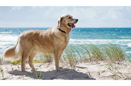 Így nyaralj kutyával! Hasznos tudnivalók a kutyás nyaraláshoz