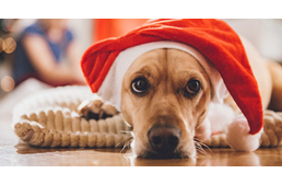 Húst házhoz, az ünnepek előtt