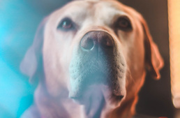 Kaphatunk-e szabadnapot szeretett kedvencünk eltávozása esetén?