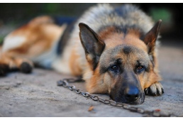 Módosítások az állatvédelmi törvényben 2016-tól