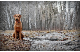 Erdőlátogatási tilalom Vas megyében