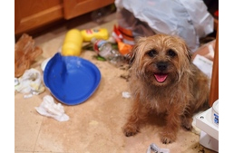 Hogyan szoktassuk le kutyánkat a kukázásról?