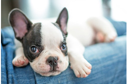 Az alumínium veszélyes hatása a kutyákra