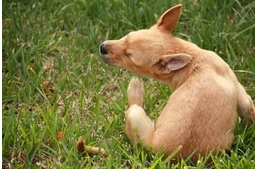 Praktikák - a bolhairtó nyakörvek