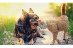 Kutya és macska egy háztartásban - jobban működik mint gondolnád!