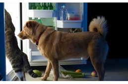 A konyha nem kutyabarát hely!