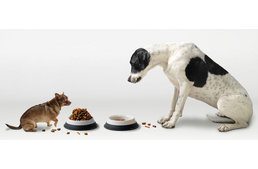 10 fogyókúrás tanács - ebeknek!