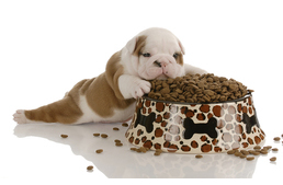 10 rémisztő tény a kutyák táplálásáról