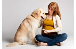 Kutyák és a babavárás