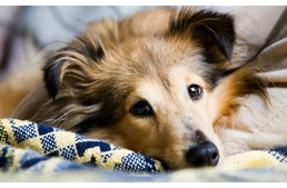 Praktikák a kutyaszőrmentes otthonhoz