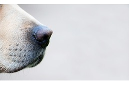 Vérmintából képesek kiszagolni a kutyák a rákot, ezzel ezrek életét menthetik meg