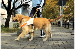 Idegenvezető vakvezető