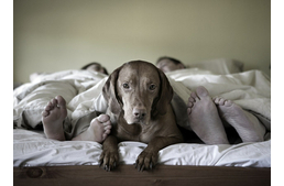 Kutyabarát hely a lakásod? 