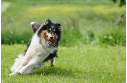 5+1 természetes étrendkiegészítő kutyádnak