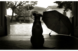 Jól esik - séta az esőben