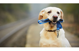 Németországban is bevezetik a kutyajogsit