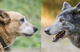 Új kutatás tanúsítja a kutya-ember barátságot