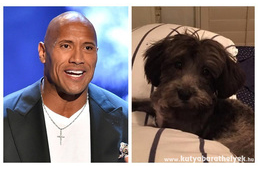 Dwayne Johnson megmentett egy kiskutyát