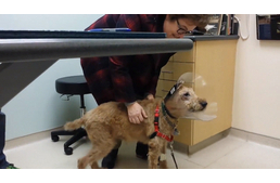 Így örült a vak kutya a rég nem látott gazdáinak