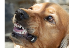 Félreértik egymás jelzéseit a kutyák és a kisgyerekek