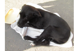 Letöltendő fogházra ítéltek elsőfokon egy állatkínzót