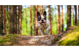 Kezdődik az ebzárlat