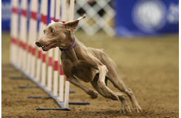 Módosítások az agility szabályzatában