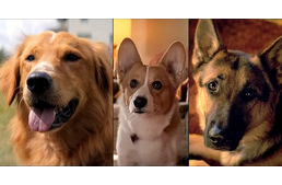 Tavasszal jön az Egy kutya négy élete folytatása