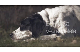 Egy kutya végrendelete